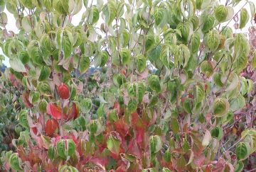 Cornus kousa chinensis