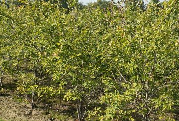 Amelanchier lamarckii