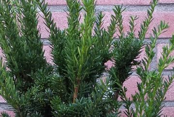 Taxus cuspidata 'Nana'