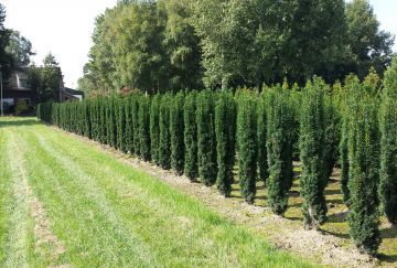 Taxus baccata 'Fastigiata Robusta'