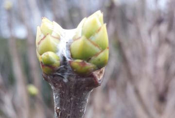 Syringa in soorten