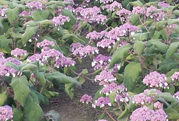 Hydrangea asp. 'Macrophylla'