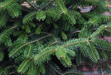 Abies nordmanniana