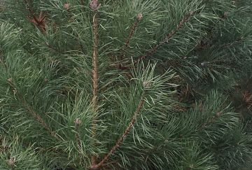 Pinus sylvestris