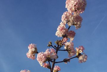 Viburnum bodn. 'Charles Lamont'