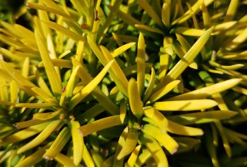 Taxus baccata 'Standishii'