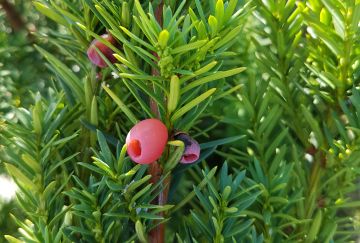 Taxus media 'Hicksii'