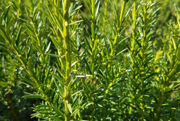 Taxus baccata 'Overeynderi'