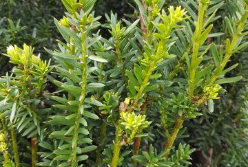 Taxus media 'Hillii'