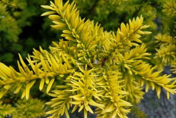 Taxus baccata 'Semperaurea'