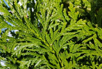 Thuja plic. 'Excelsa'