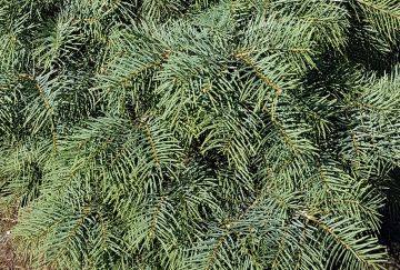 Abies concolor