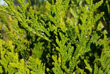 Thuja plic. 'Atrovirens'