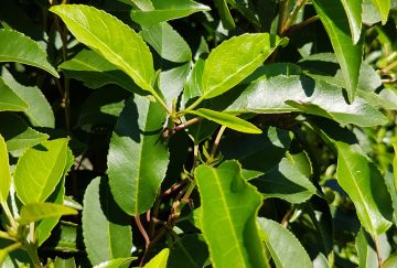 Prunus lusitanica 'Angustifolia'