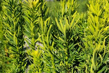 Taxus media 'Viridis'