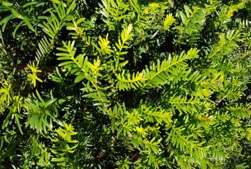 Taxus baccata