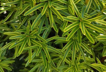 Taxus baccata 'David'