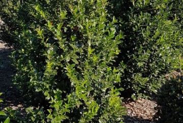 Ilex meserveae 'Blue Prince'