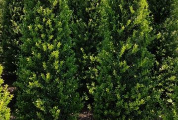 Ilex maximowicziana  kanehirae