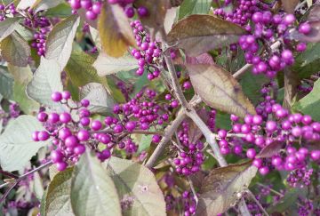 Callicarpa bodinieri 'Profusion'