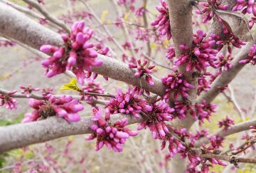 Cercis in soorten