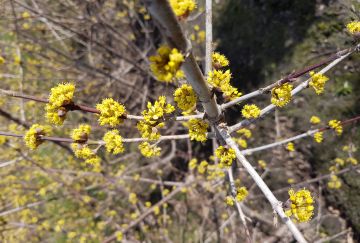 Cornus mas