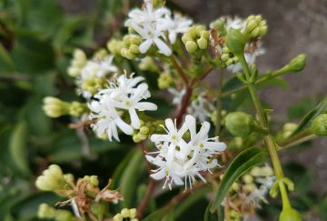 Heptacodium miconioides