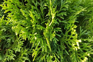 Thuja occ. 'Smaragd'