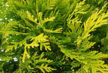 Thuja occ. 'Yellow Ribbon'