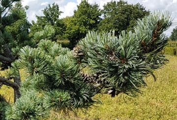 Pinus parvilfora 'Glauca'