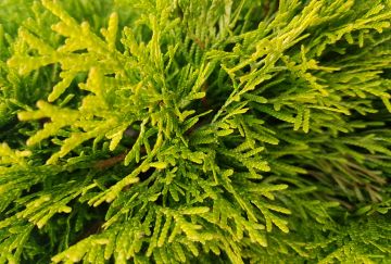 Thuja occ. 'Filips Magic Moment'®