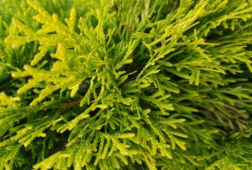 Thuja occ. 'Filips Magic Moment'®