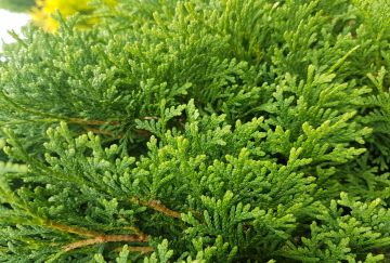 Thuja Handelskwekerij J. van Rulo