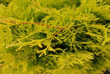 Thuja occ. 'Jantar'®