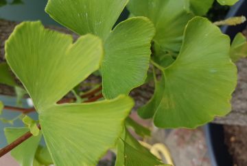 Ginkgo biloba