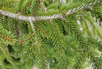 Picea abies 'Variëteit'