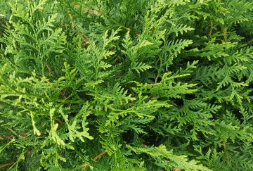 Thuja occ. 'Brabant'