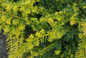 Taxus baccata 'Goud Elsje'