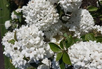 Viburnum Eskimo