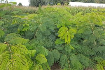 Albizia julibrissin 'Ombrella'