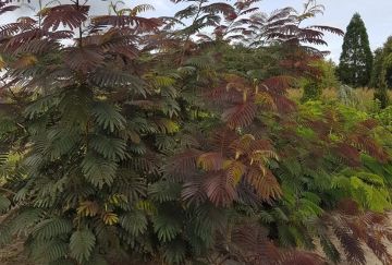 Albizia julibrissin 'Evi's Pride'