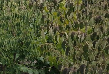 Cornus kousa 'Weisse Fontaine'