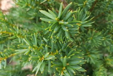 Taxus baccata 'Nissen's Praesident'