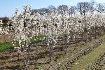 Amelanchier laev. 'Snowflakes'