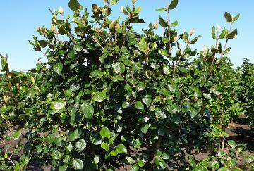 Viburnum burkwoodii 'Anne Russel'