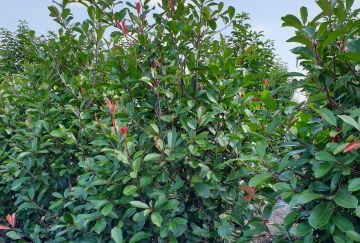 Photinia fraseri ´Red Robin´