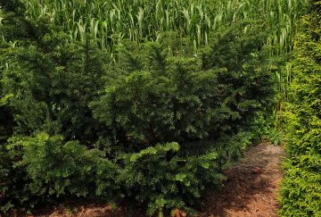 Taxus baccata 'Nissen's Corona'