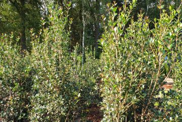 Osmanthus heterophyllus