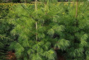 Pinus strobus