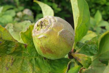 Calycanthus floridus